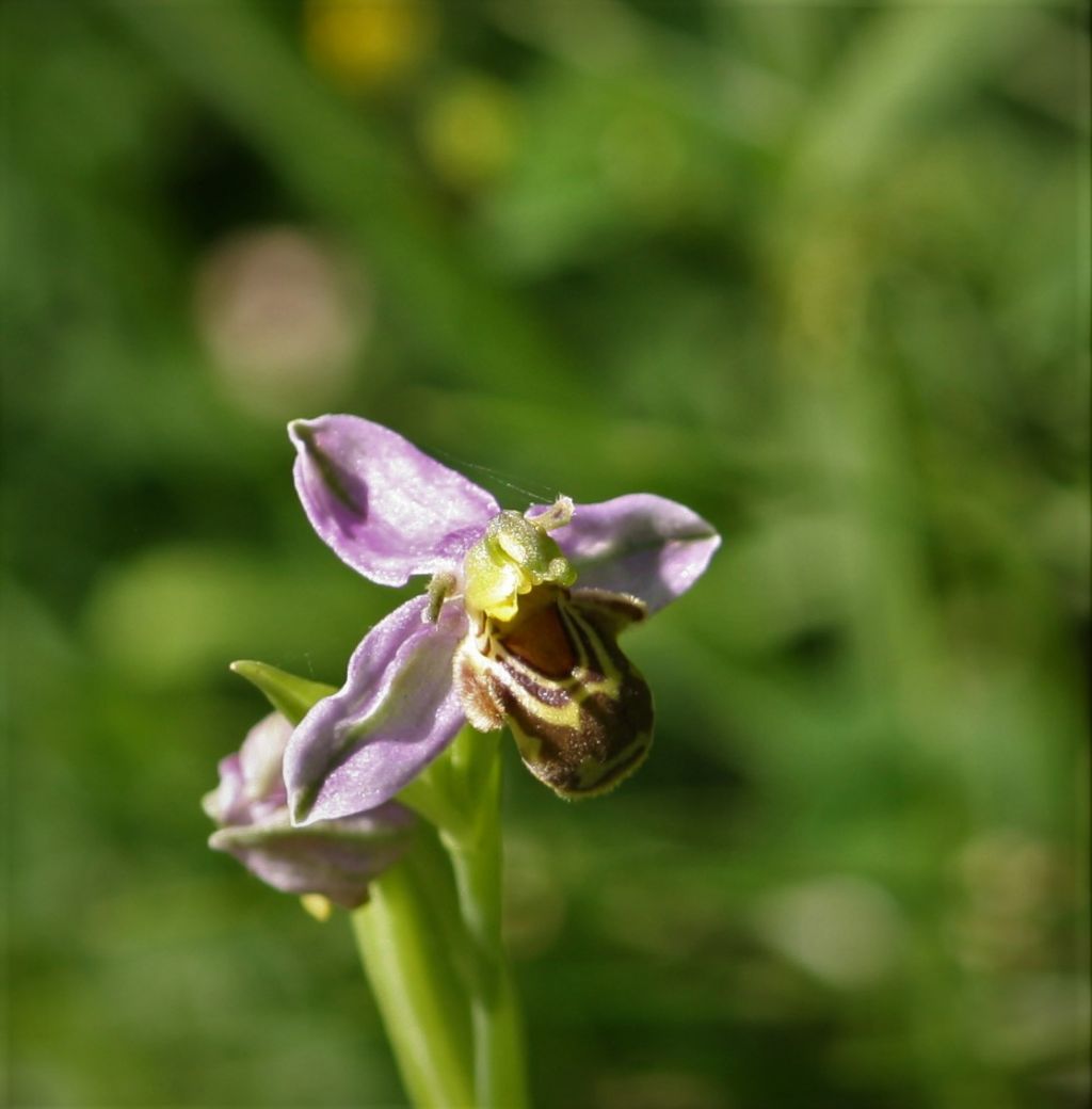 Orchidee Poggi di Monte